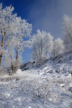 Kış manzarası ağaçları sisli bir sabahta donla kaplıdır.