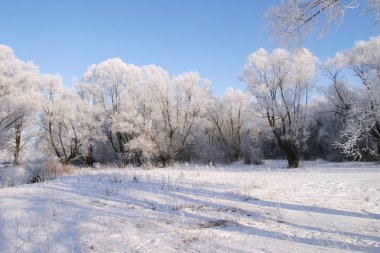 Kış manzarası karla kaplı tarlalar ve ağaçlar.