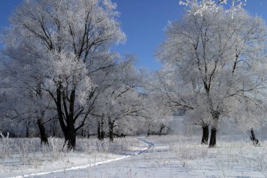 Kış manzarası. Aydınlık, buz tutmuş ormanda bir sabah.