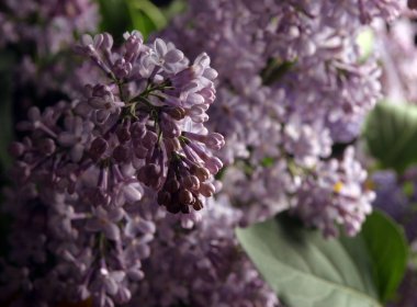 Stüdyoda büyük bir bahar leylağı buketi.