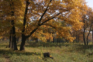 Oak Grove 'da sonbahar sabahı