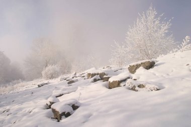 Kış manzarası ağaçları donmak üzere olan nehirle kaplı açık bir gün.