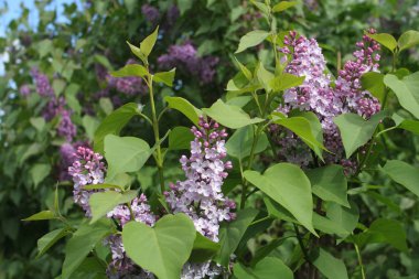 Güzel bahar leylakları sokaklarda çiçek açıyor.