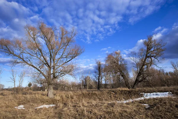 Fiyasko, nehir, orman ve bulutların üzerinde mavi bir gökyüzü, bahar yatay