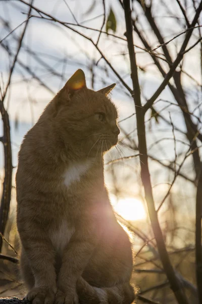 Rothaarige Raubkatze Posiert Auf Dem Gefrorenen Gras — Stockfoto