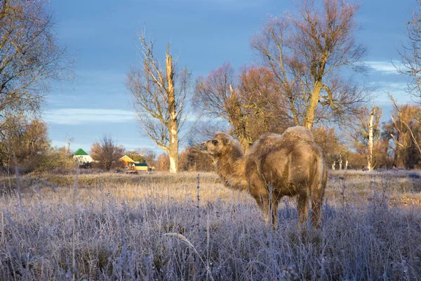 Camello Caminar Mañana Helada —  Fotos de Stock