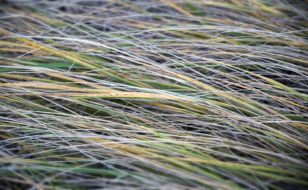 Sterke Ijs Gras Met Ijskristallen — Stockfoto