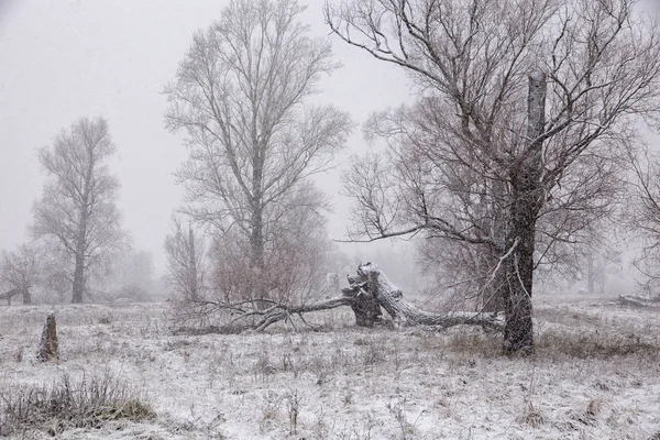 First Snow Forest Glade Late Autumn — Stock Photo, Image