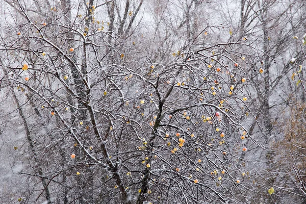 Maçãs Maduras Estão Penduradas Ramo Coberto Com Primeira Neve — Fotografia de Stock