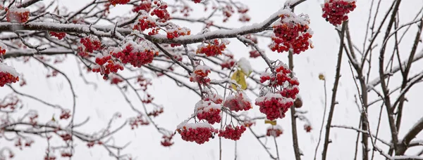 山灰的红色浆果 覆盖着白霜 — 图库照片