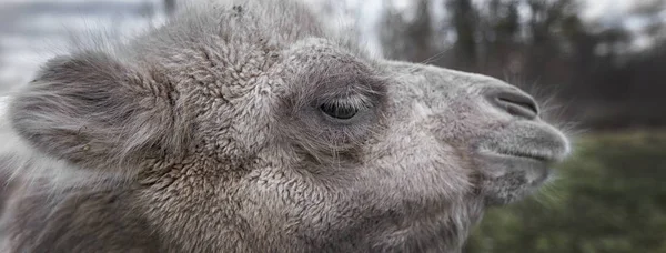 Портрет Верблюда Природе Весной — стоковое фото