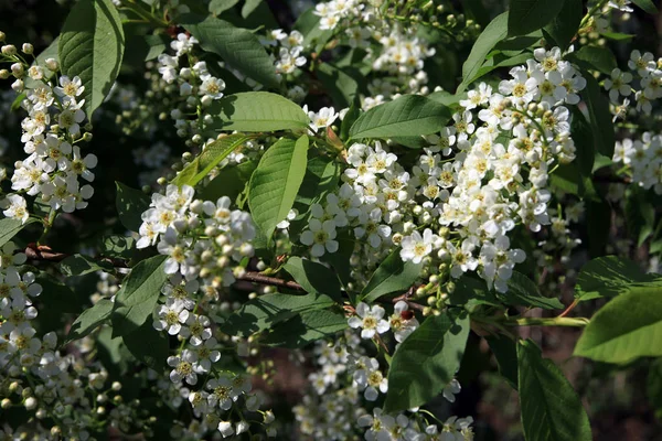 Close Van Blooming Vogelkers Tuin Een Zonnige Lentedag — Stockfoto