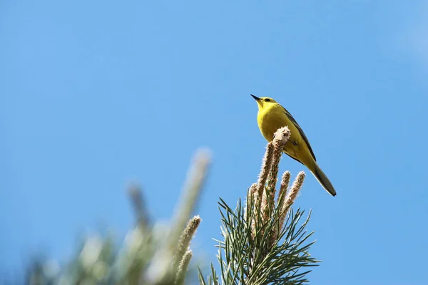 Frühlingslandschaft Singvogel Pirol Auf Einem Kiefernzweig Gegen Den Blauen Himmel — Stockfoto