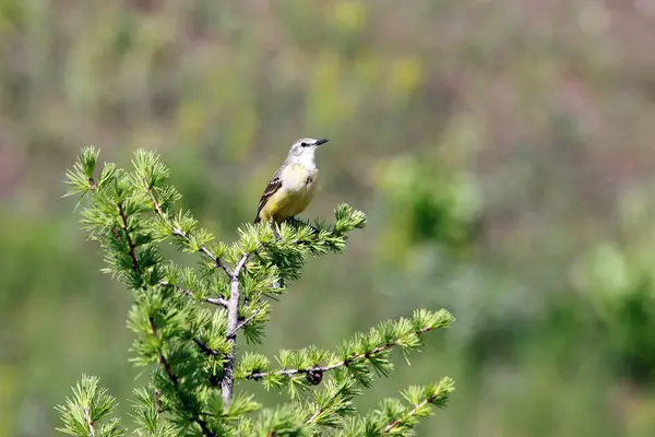 Printemps Paysage Chanteur Oriole Sur Une Branche Mélèze Sur Fond — Photo