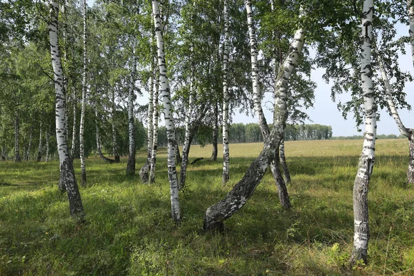 Bela Paisagem Verão Bosque Bétula Nos Urais Dia Ensolarado Claro — Fotografia de Stock