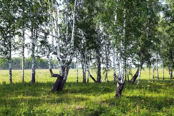 Красивая Летняя Березовая Роща Урале Ясный Солнечный День — стоковое фото