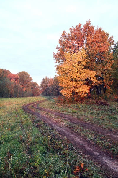 Otoño Paisaje Camino Tierra Roble Día Nublado — Foto de Stock