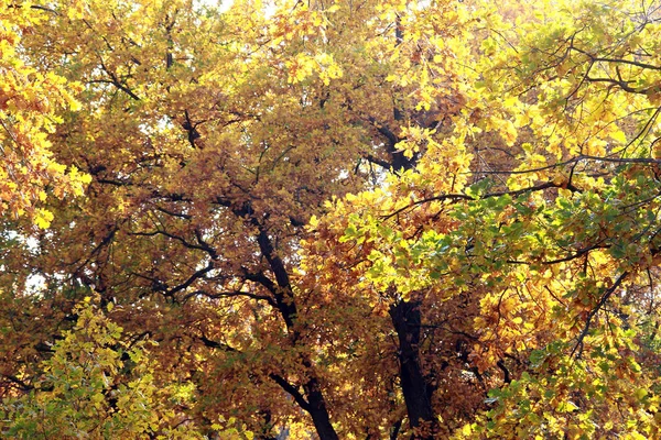 Gyönyörű Őszi Táj Őszi Erdő Színes Levelek Egy Meleg Napos — Stock Fotó