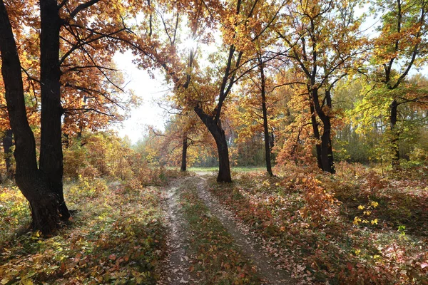 Otoño Paisaje Camino Tierra Roble Madrugada —  Fotos de Stock