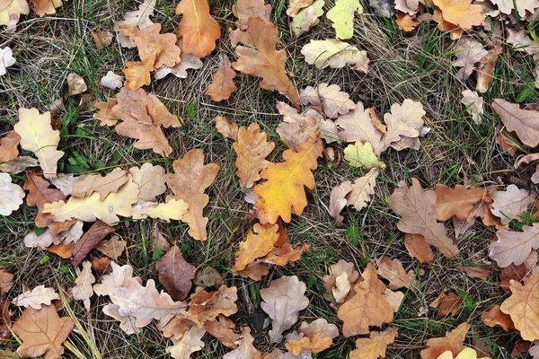 Primo Piano Delle Foglie Quercia Cadute Giornata Autunnale Ingiallita Nel — Foto Stock