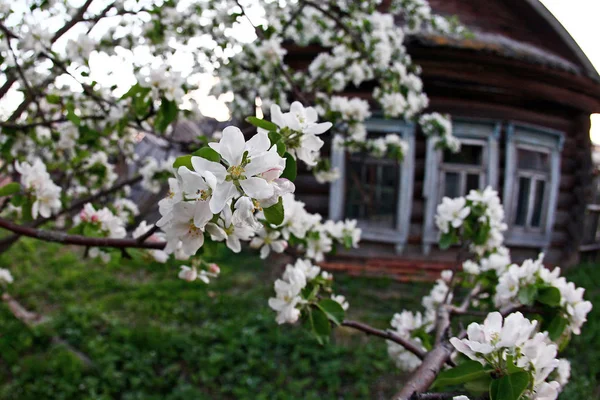 Macro Delicate Flowers Apple Trees Garden Spring — Stock Photo, Image