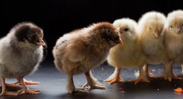 Närbild Små Fluffiga Kycklingar Mörk Bakgrund Studio — Stockfoto