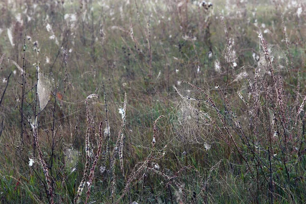 Geïsoleerde Close Spinnenweb Het Droge Gras Mistige Herfst Ochtend — Stockfoto
