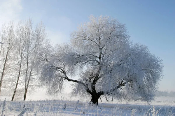 Зимний Пейзаж Полей Деревьев Покрытых Снегом — стоковое фото