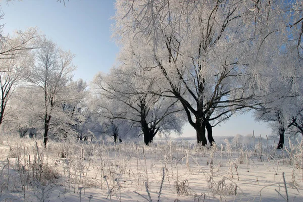 Paisagem Inverno Manhã Gelada Brilhante Nas Florestas Cobertas Geada — Fotografia de Stock