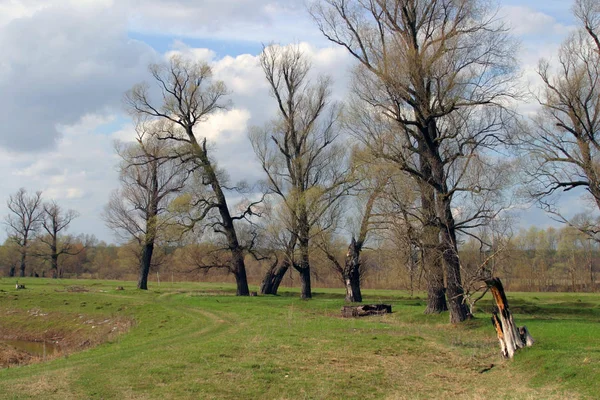 Paisagem Bosque Carvalho Início Primavera Céu Nublado Dia Ensolarado — Fotografia de Stock