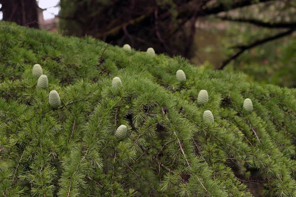 Macro Larch Ramos Com Cones — Fotografia de Stock