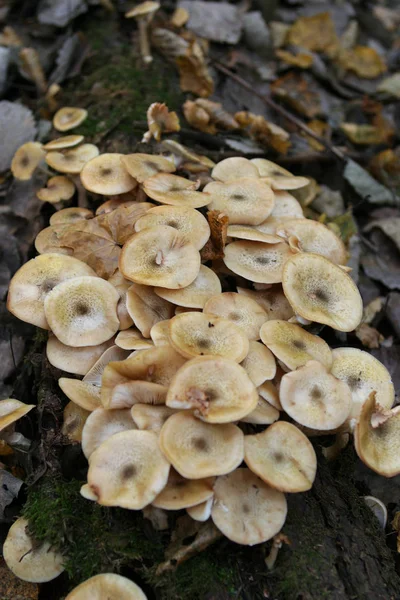 Macro Mel Agárico Cogumelos Toco Árvore — Fotografia de Stock
