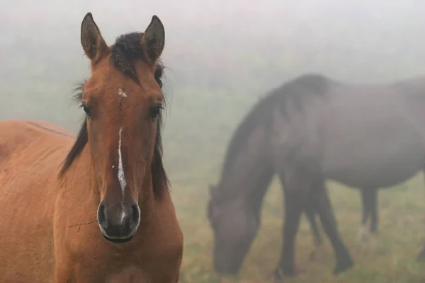 Manada Caballos Una Espesa Niebla Otoño Bosque — Foto de Stock