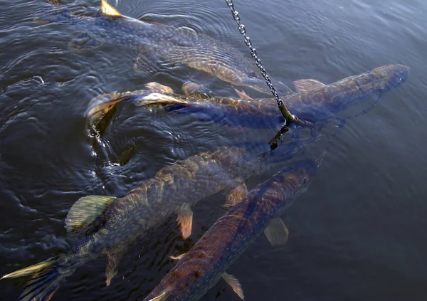 Gros Plan Brochet Pris Sur Crochet Dans Rivière — Photo