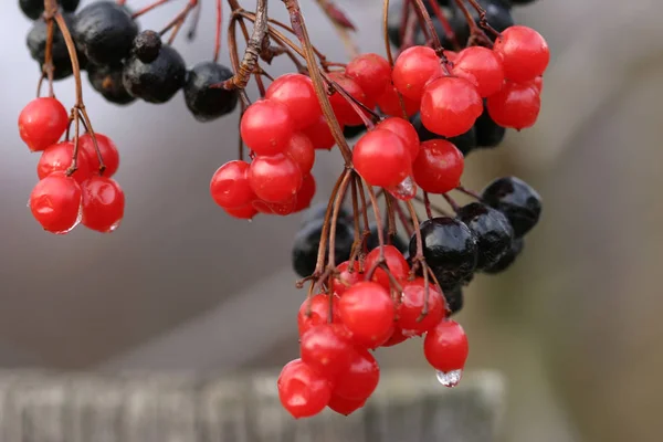 Close Ripe Red Black Berries Branches Mountain Ash Autumn — Stock Photo, Image