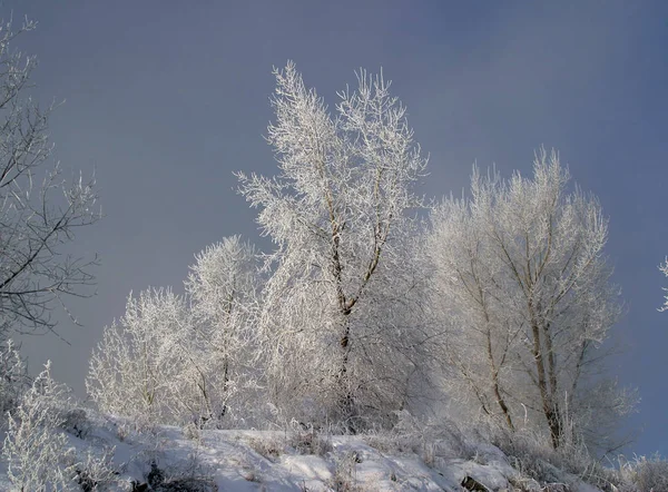 Zimowe Drzewa Krajobrazowe Pokryte Mrozem Mglisty Poranek — Zdjęcie stockowe