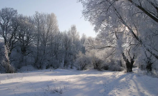 Paisaje Invernal Campos Árboles Cubiertos Nieve —  Fotos de Stock