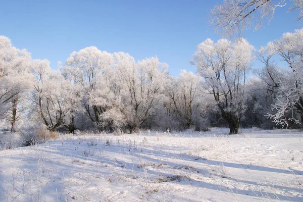 覆盖着积雪的田野和树木的冬季景观 — 图库照片