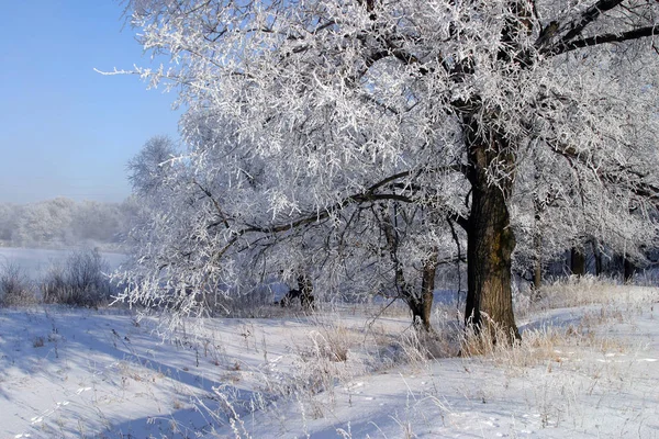 Paisaje Invernal Campos Árboles Cubiertos Nieve —  Fotos de Stock