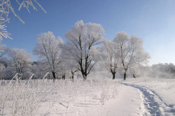 Paesaggio Invernale Brillante Mattina Gelida Nei Boschi Coperti Gelo — Foto Stock