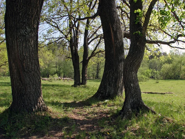 Paysage Printanier Dans Bosquet Chênes — Photo