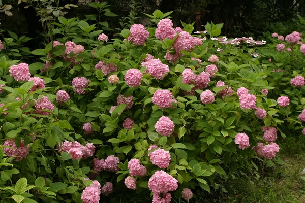 Szczegół Krzew Pięknym Różowym Kwiatem — Zdjęcie stockowe