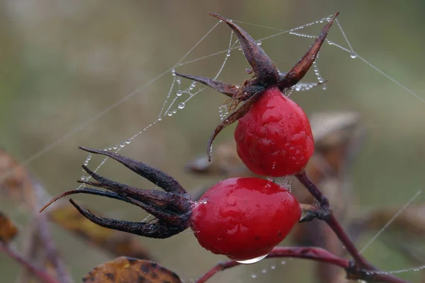 Närbild Mogna Bär Wild Rose Buske Spider Web Och Dagg — Stockfoto
