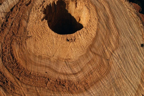 Textura Macro Madeira Cortada Anel Árvore — Fotografia de Stock