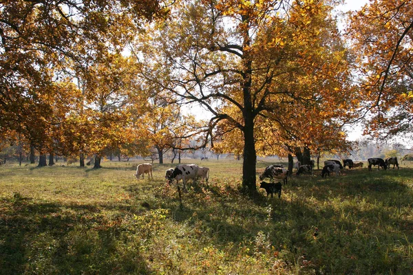 Herfst Landschap Kudde Koeien Grazen Een Eiken Grove — Stockfoto