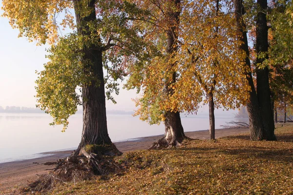 森の近くの川岸沿いの秋の風景未舗装道路 — ストック写真