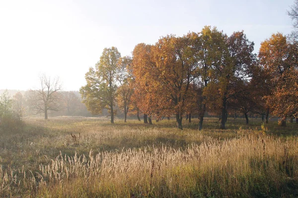 Herbstlicher Landschaftmorgen Eichenhain — Stockfoto