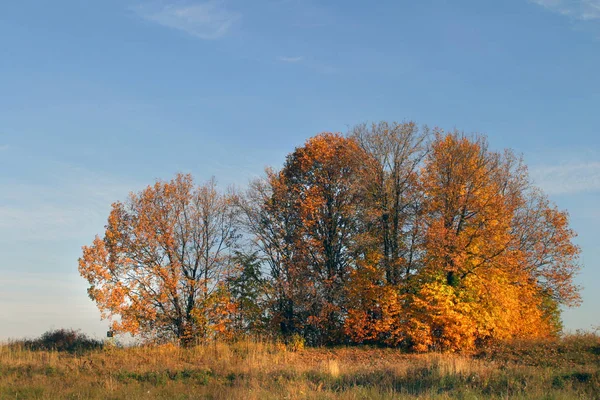 Paisaje Otoño Por Mañana Roble —  Fotos de Stock