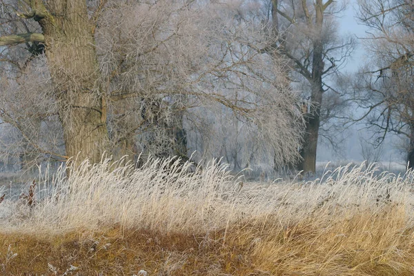 Krajina Začátku Zimy Dubovém Háji Pokrytém Mrazem Při Západu Slunce — Stock fotografie