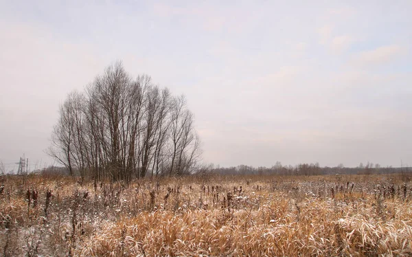 Landscape Meadow Forest Covered First Snow Early Winter — Stock Photo, Image